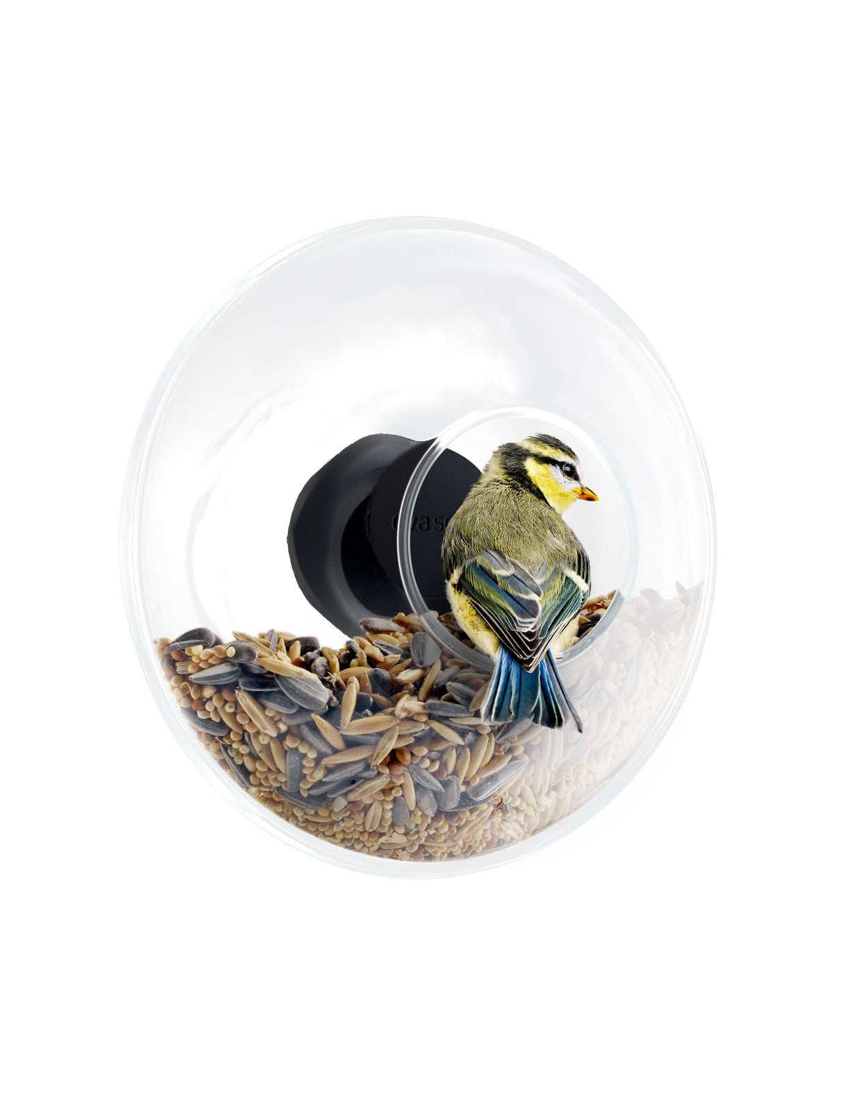 Window bird feeder