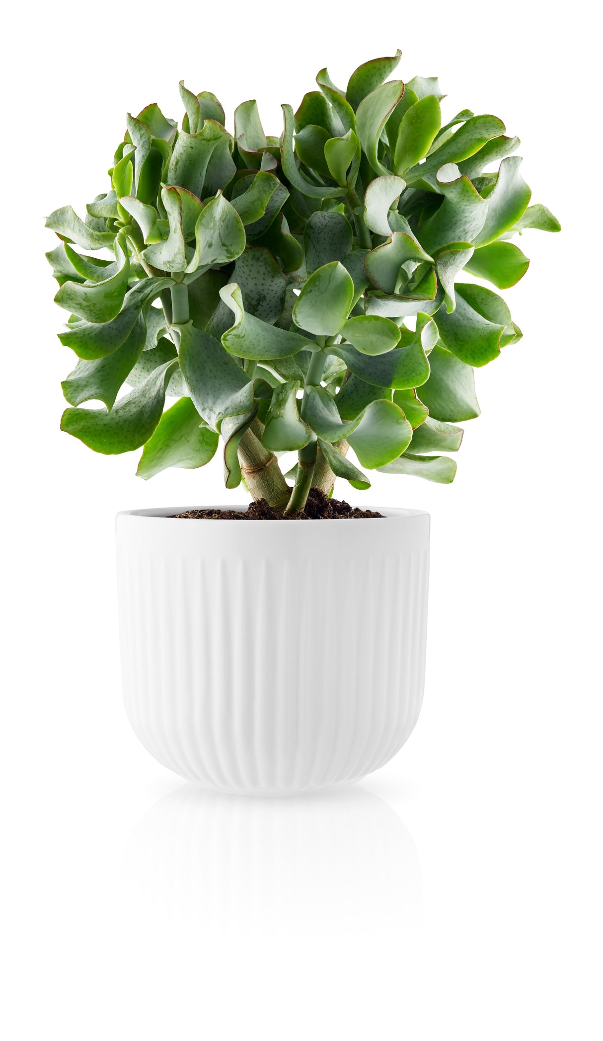 Flowerpot large Nova