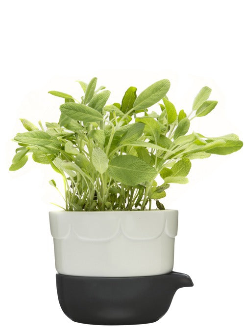 Green double-barelled growing pot  sage green