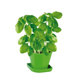 Herb Growing Set  Basil Sense